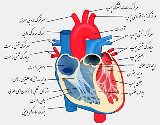قلب، تلمبه خون قلب، تلمبه خون
