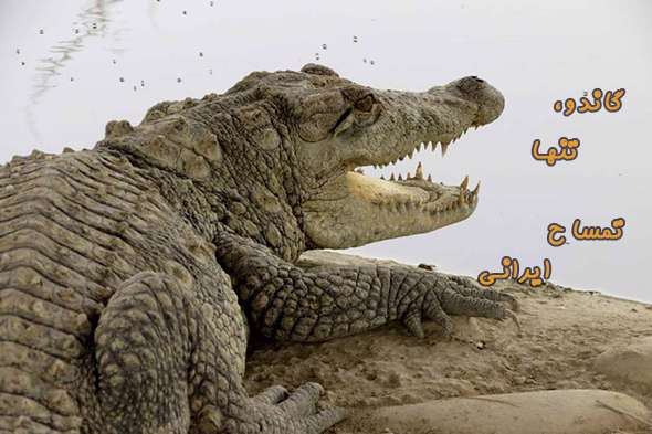 تمساحی به نام گاندو تمساحی به نام گاندو