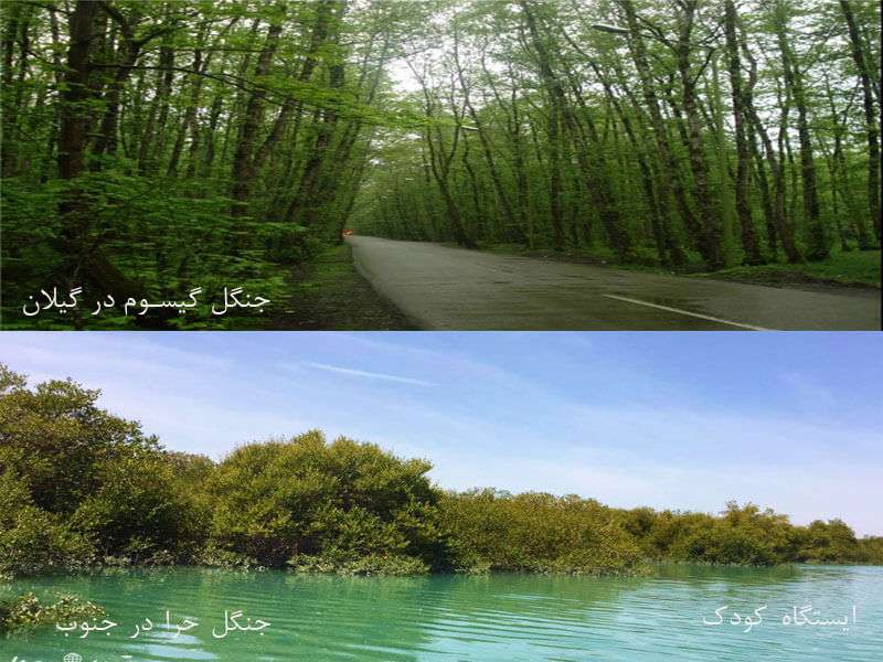 جنگل های ایران