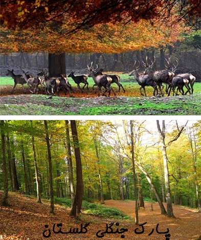 جنگل های ایران