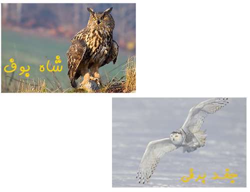 آشنایی با جغدها