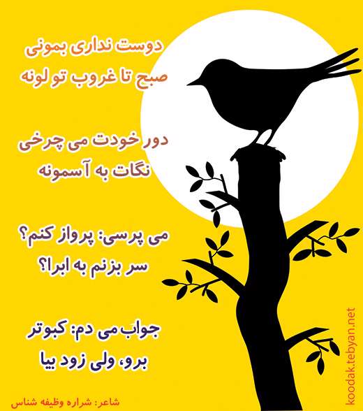 کبوتر