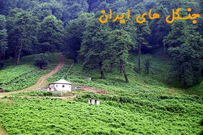 جنگل های ایران جنگل های ایران