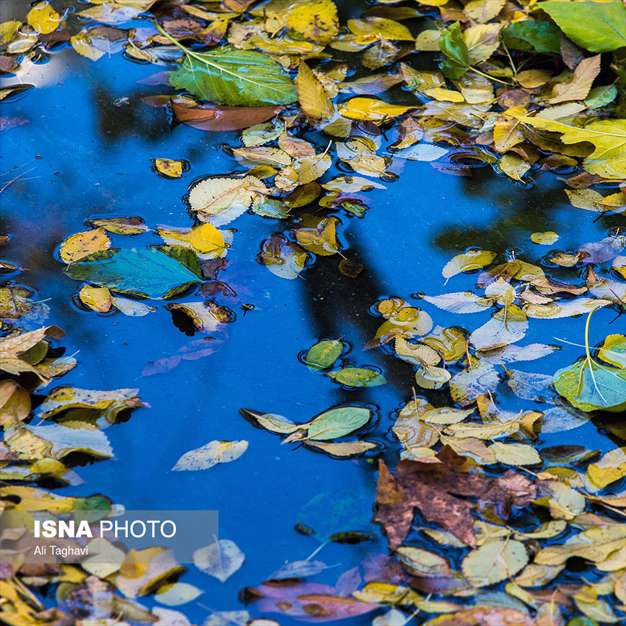 به رنگ خزان