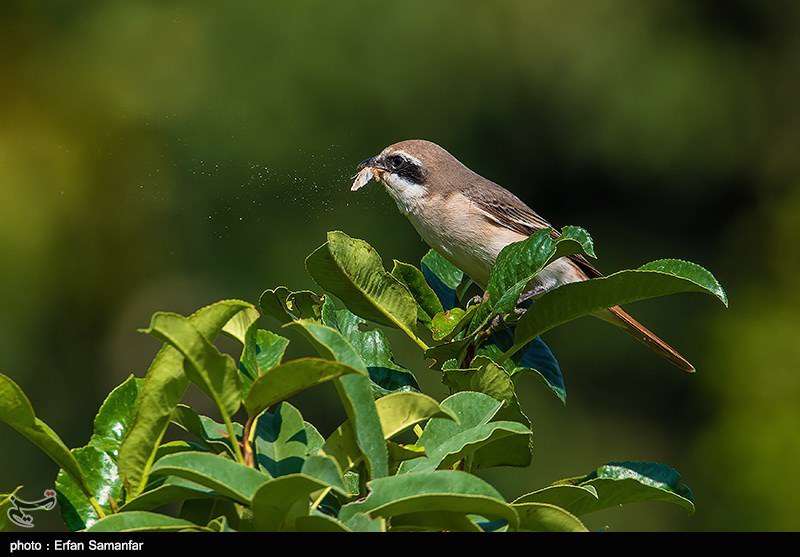 دنیای زیبای پرندگان 