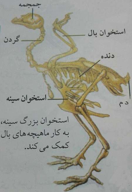 پرواز کنندگان اولیه
