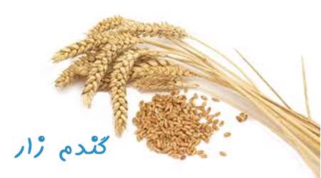 گندمزار