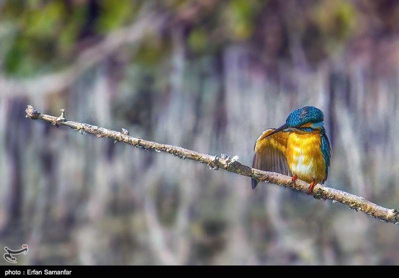 دنیای زیبای پرندگان 