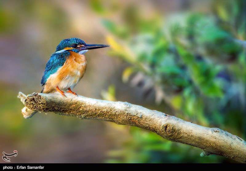 دنیای زیبای پرندگان 
