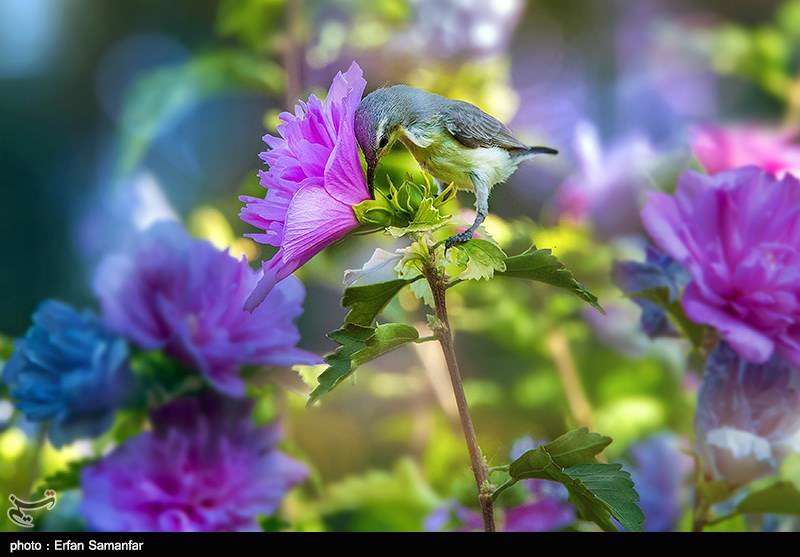 دنیای زیبای پرندگان 