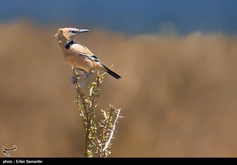 دنیای زیبای پرندگان 