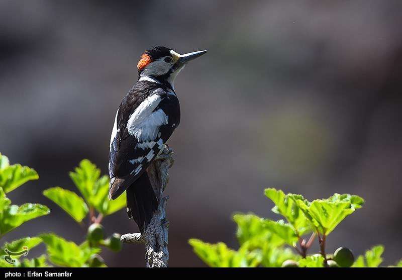 دنیای زیبای پرندگان 