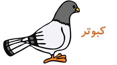 کبوتر
