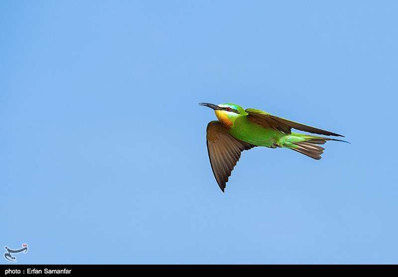 دنیای زیبای پرندگان 