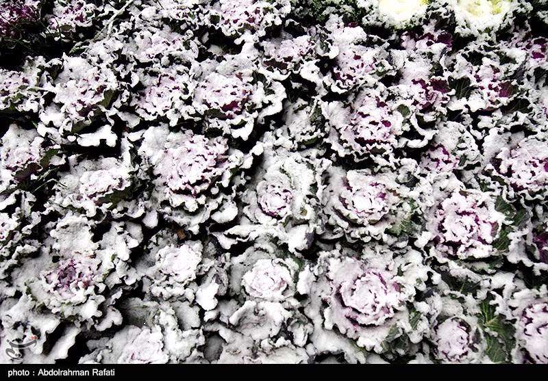 بارش برف پاییزی در همدان