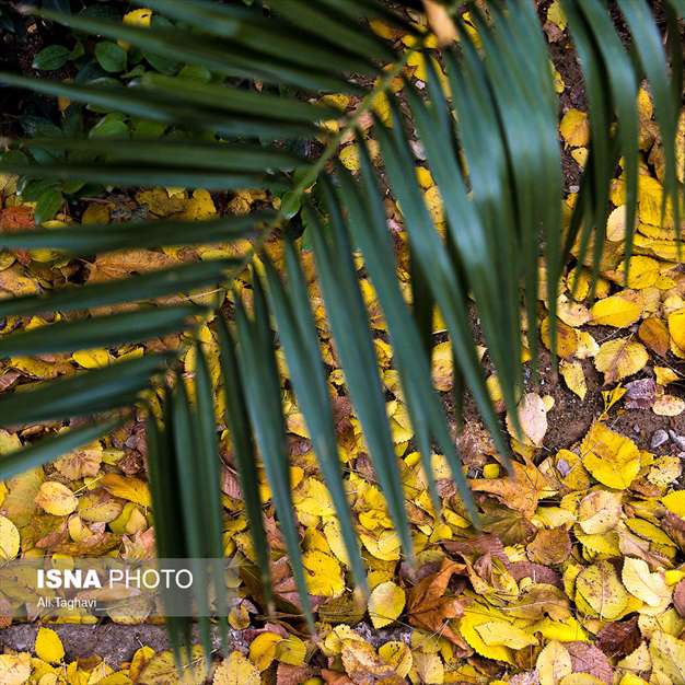 به رنگ خزان