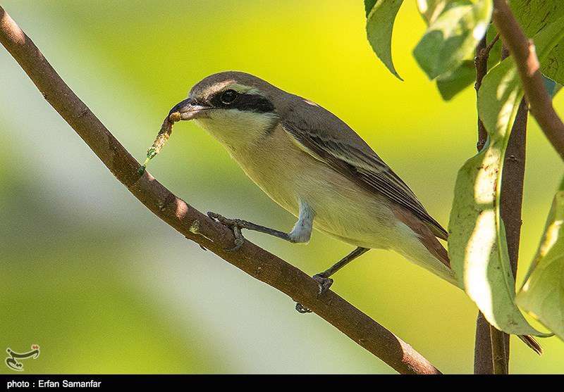دنیای زیبای پرندگان 
