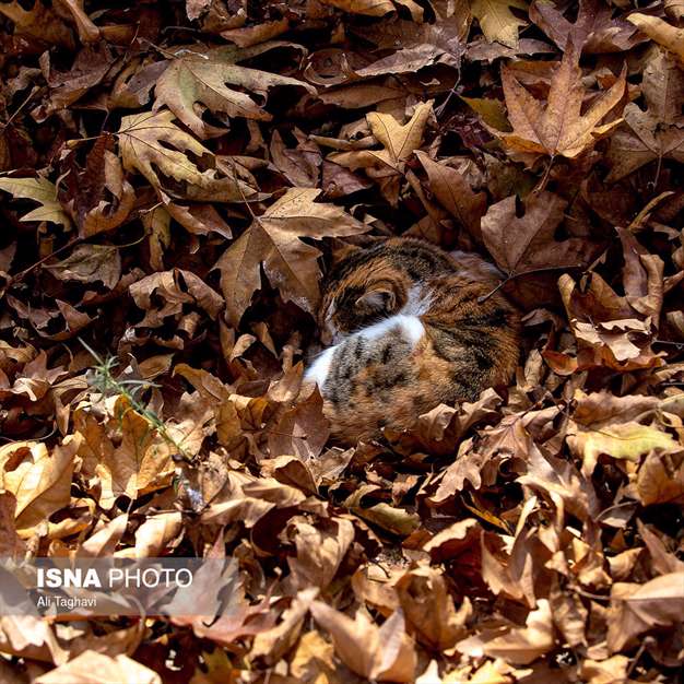 به رنگ خزان