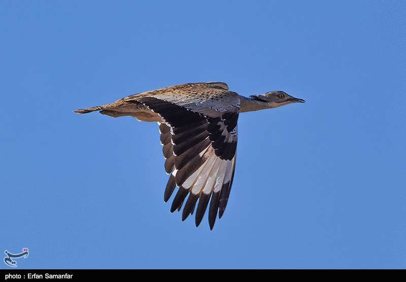 دنیای زیبای پرندگان 