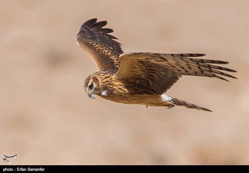 دنیای زیبای پرندگان 