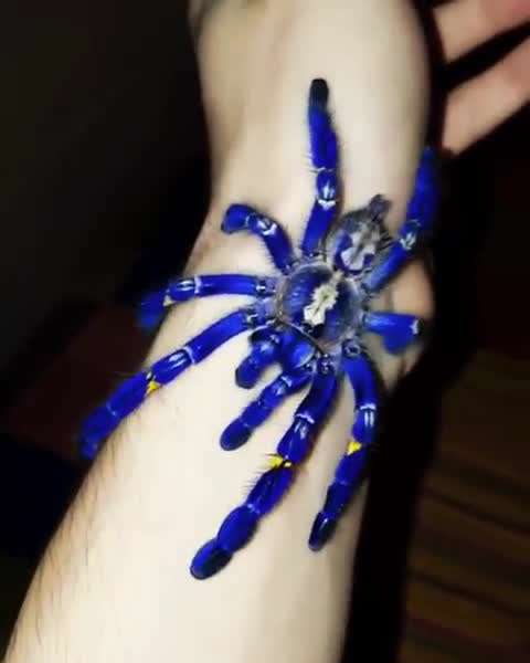 عنکبوت آبی 