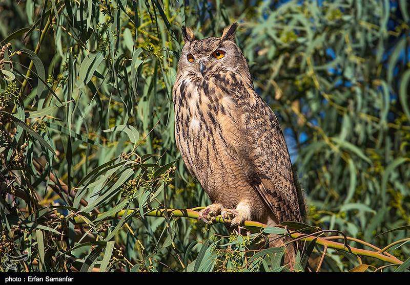 دنیای زیبای پرندگان 