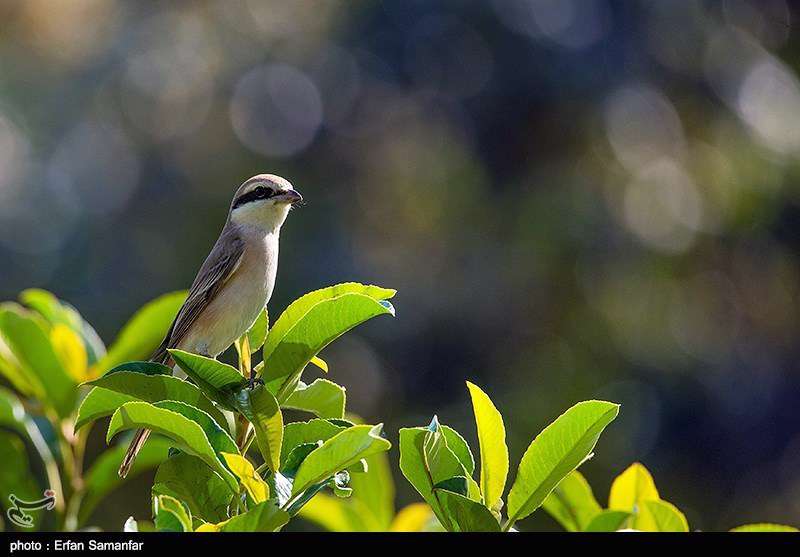 دنیای زیبای پرندگان 