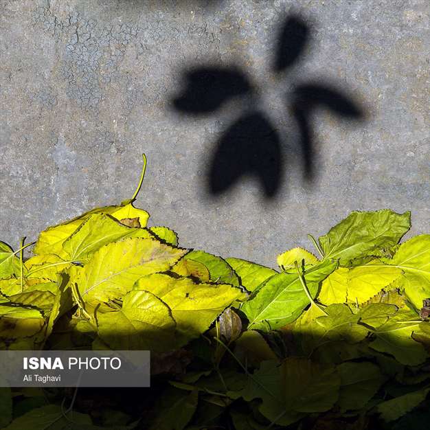 به رنگ خزان