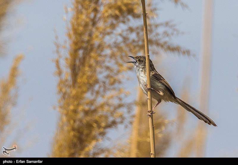 دنیای زیبای پرندگان 