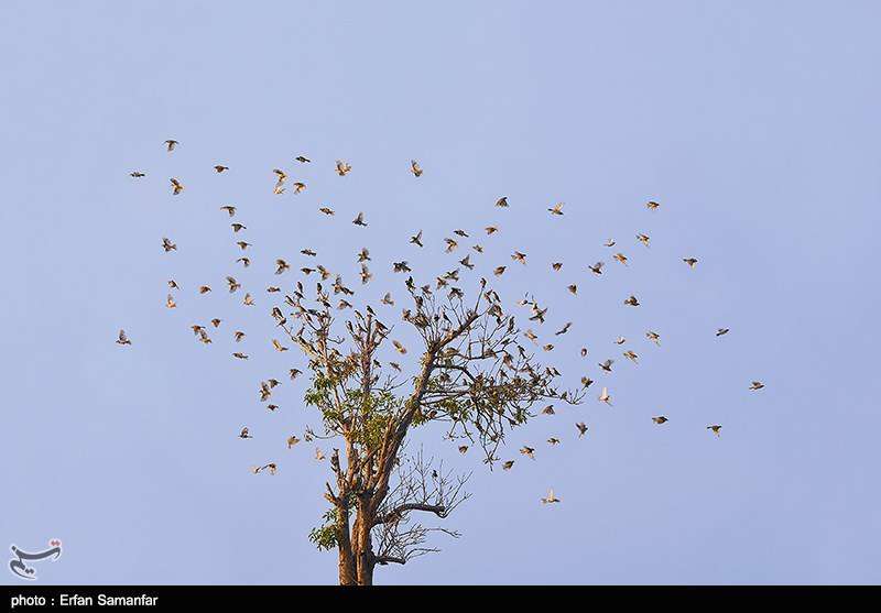 دنیای زیبای پرندگان 