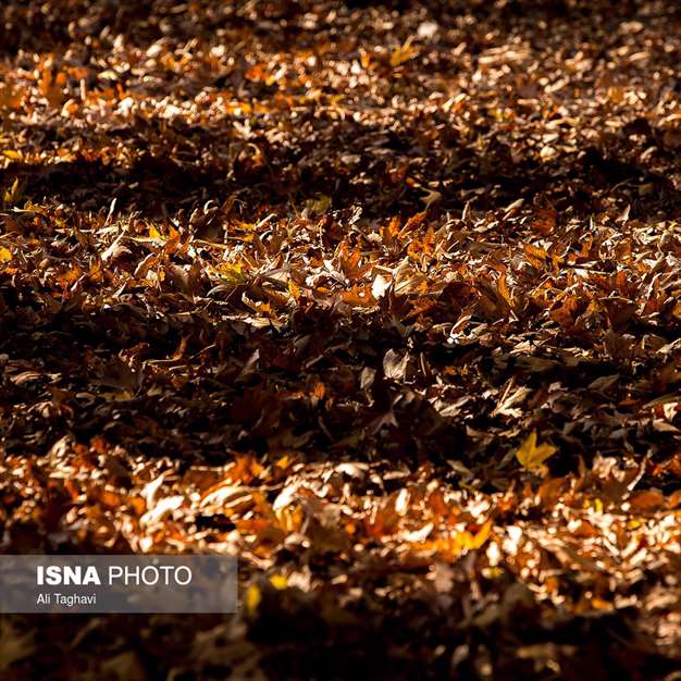 به رنگ خزان