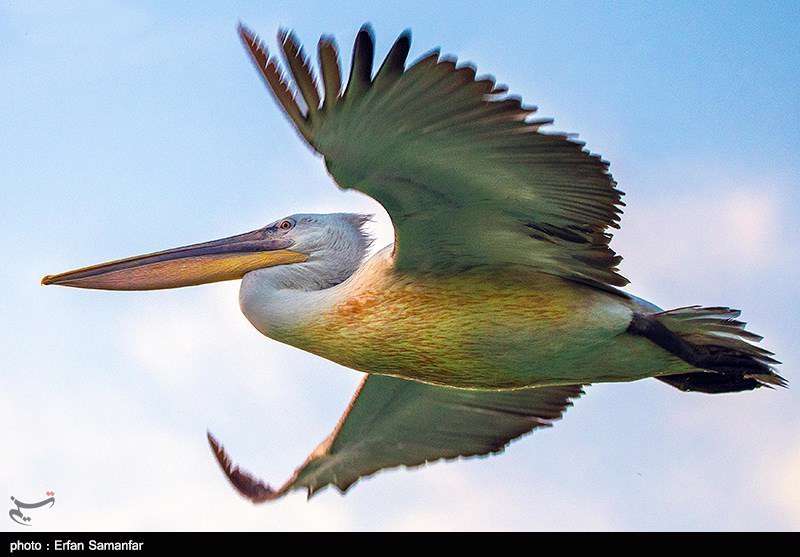 دنیای زیبای پرندگان 