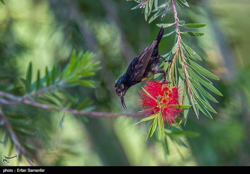 دنیای زیبای پرندگان 