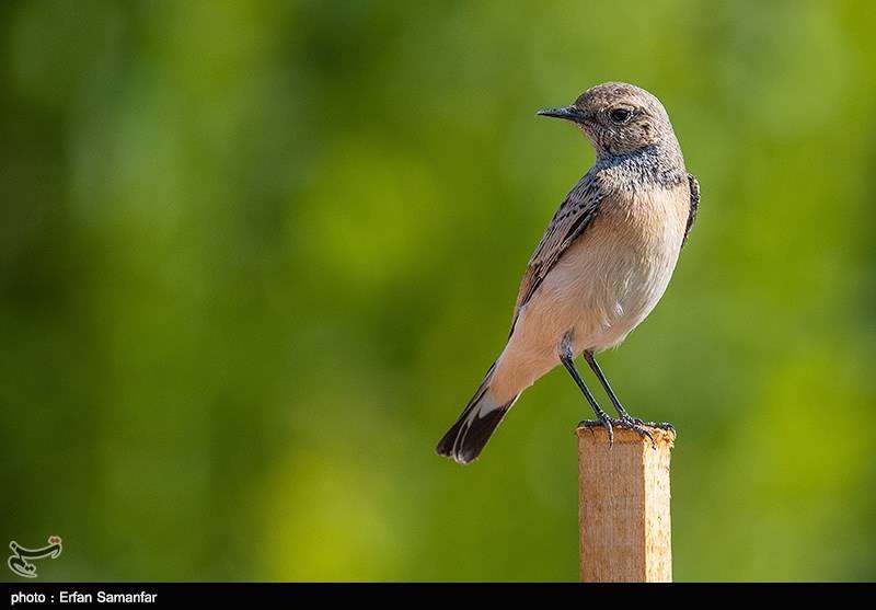 دنیای زیبای پرندگان 