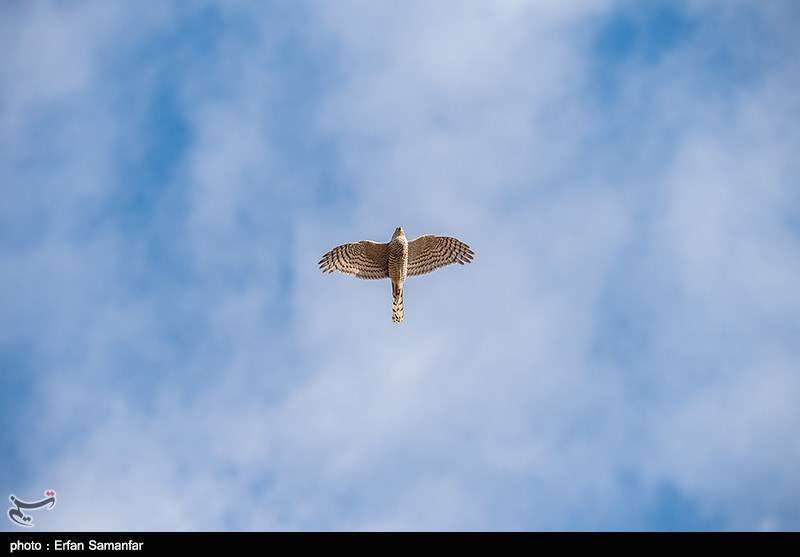دنیای زیبای پرندگان 
