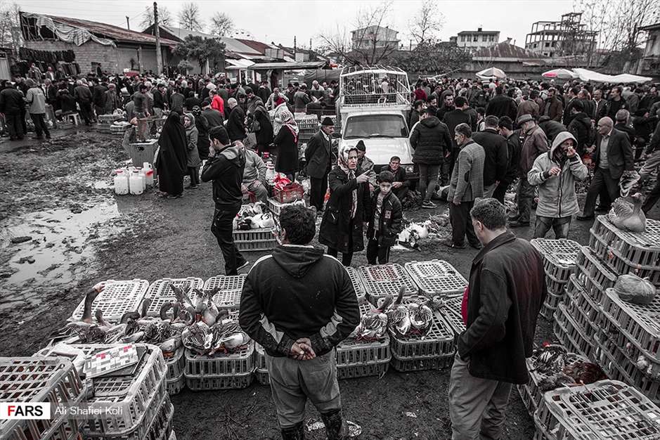 بازار ماکیان در تولَم شهر