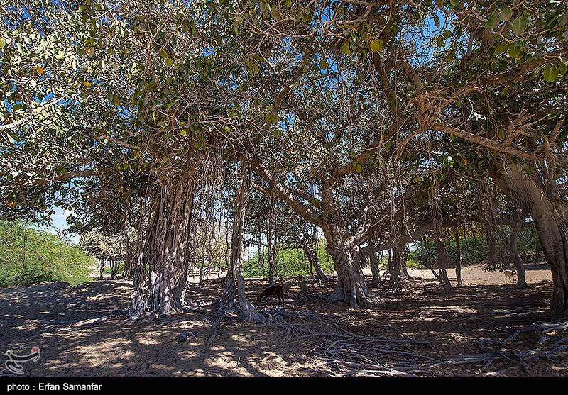 بندر تنگ سیستان و بلوچستان 