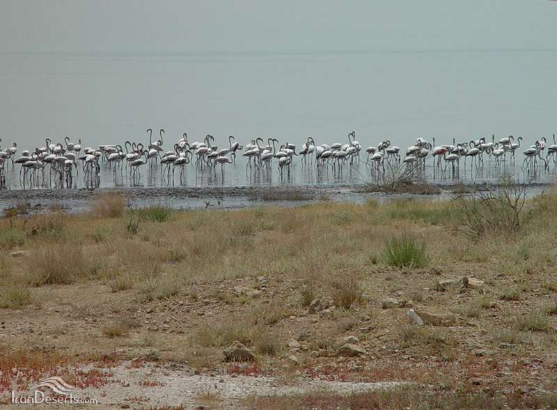 دریاچه طشک