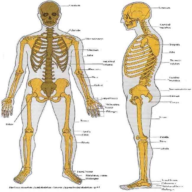 استخوان بندی (اسکلت) بدن انسان 