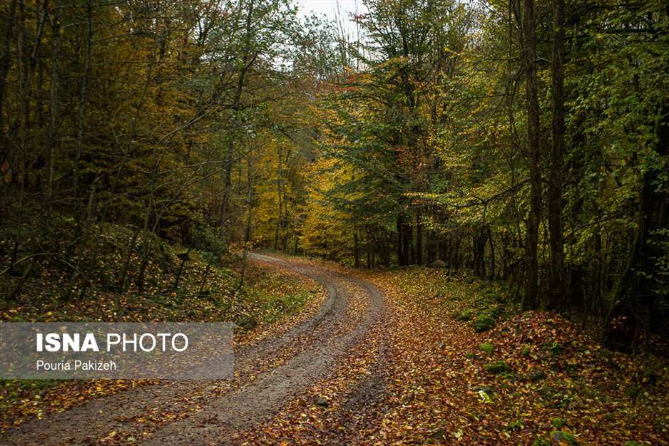 ایران زیباست؛ طبیعت پاییزی «شیرگاه» 