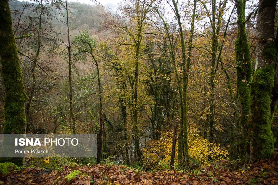 ایران زیباست؛ طبیعت پاییزی «شیرگاه» 