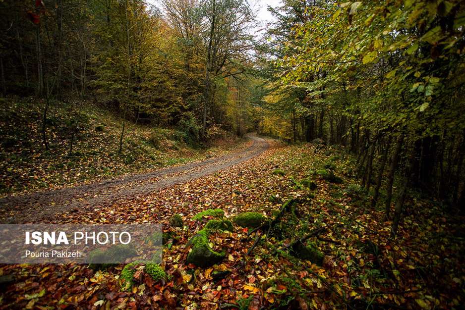 ایران زیباست؛ طبیعت پاییزی «شیرگاه» 