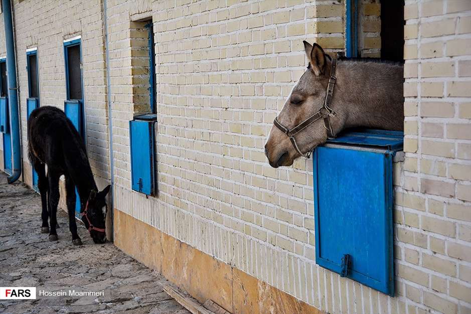 مسابقات پرش با اسب ترکمن در بجنورد