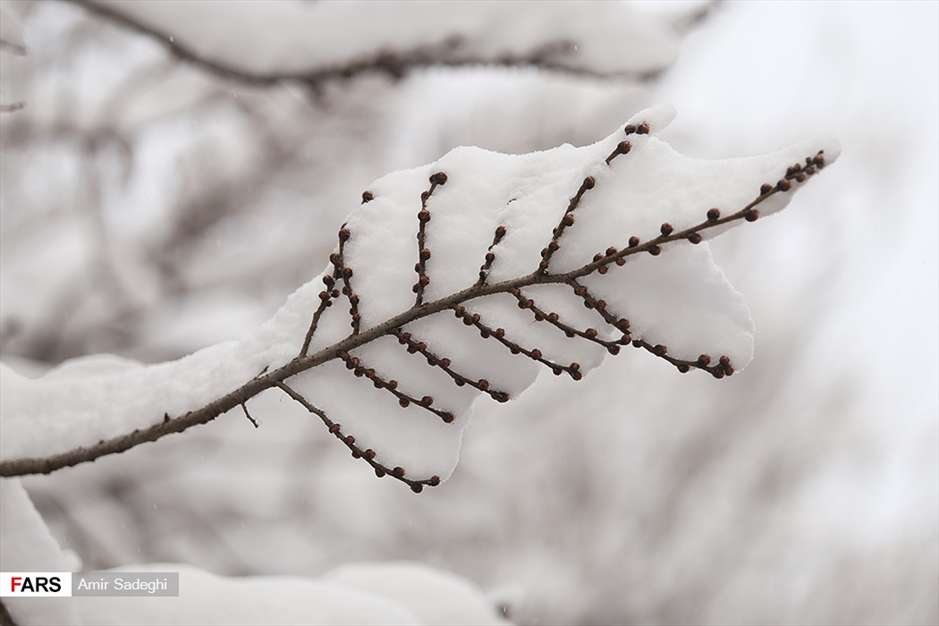 بارش سنگین برف در تبریز