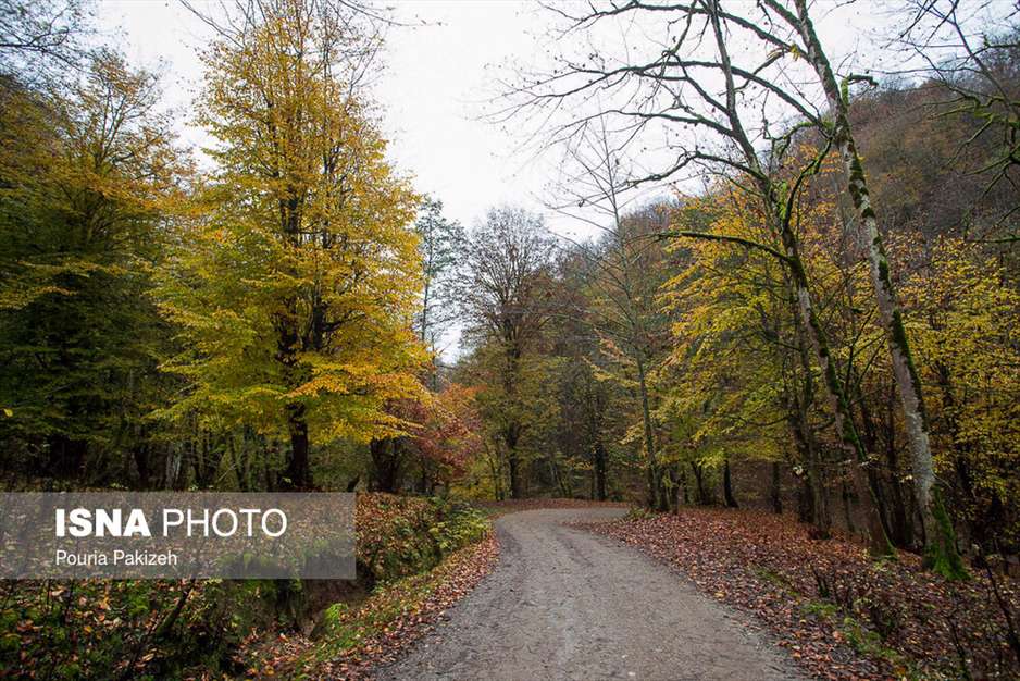 ایران زیباست؛ طبیعت پاییزی «شیرگاه» 