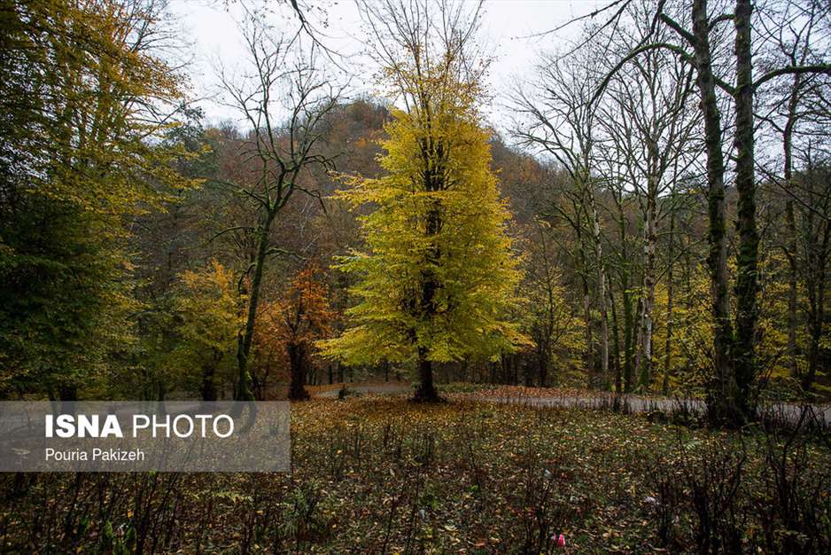 ایران زیباست؛ طبیعت پاییزی «شیرگاه» 