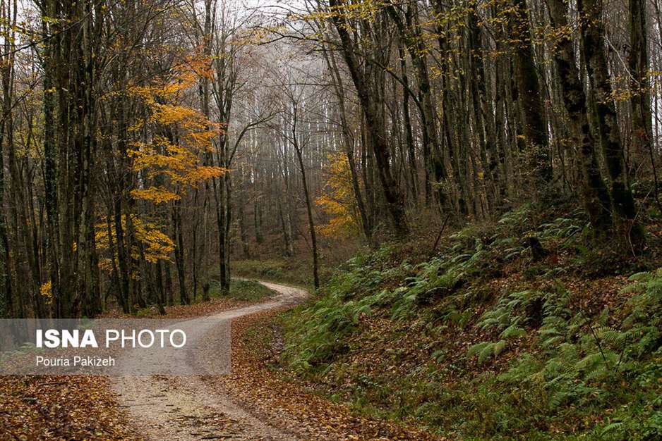 ایران زیباست؛ طبیعت پاییزی «شیرگاه» 
