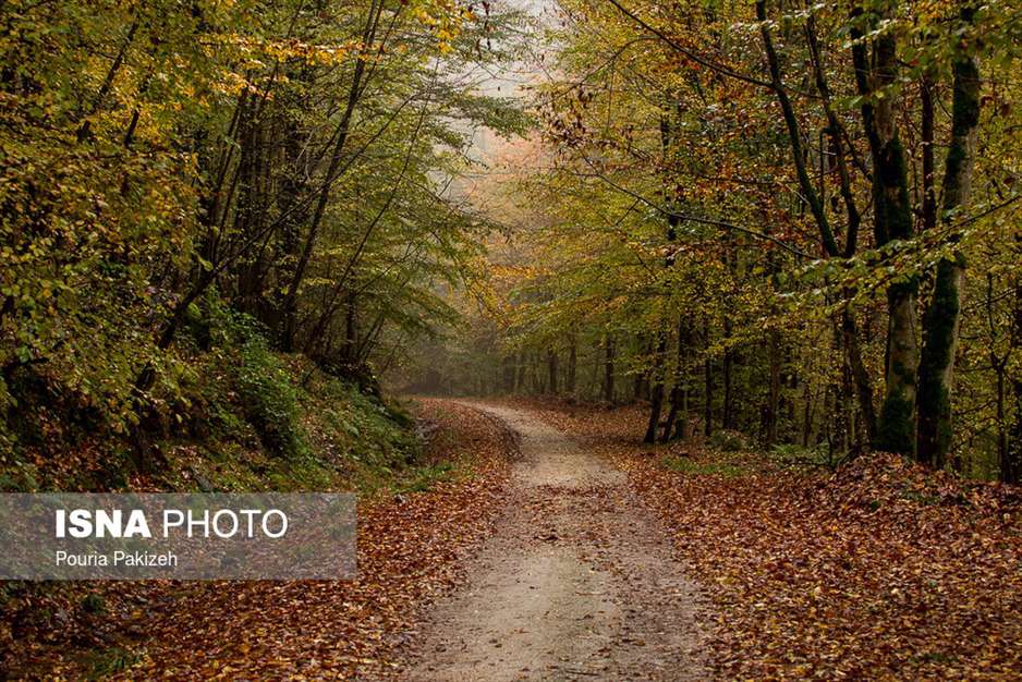 ایران زیباست؛ طبیعت پاییزی «شیرگاه» 