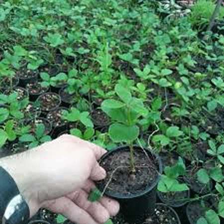 تهیه فلورمیکروبی میز نیمکت های مدرسه ضحی و بررسی ارتباط پراکنش آن ها با نوع ماده پاک کننده مصرفی