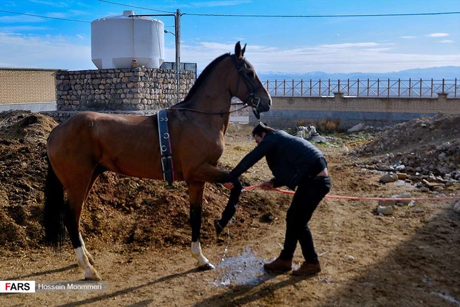 مسابقات پرش با اسب ترکمن در بجنورد